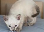 Stripe Lynxpoint - Colorpoint Shorthair Kitten For Sale - Walterboro&comma; SC&comma; US