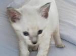 Stripe Lynxpoint - Colorpoint Shorthair Kitten For Sale