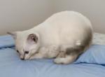 Stripe Lynxpoint - Colorpoint Shorthair Kitten For Sale