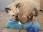 Toes - Siamese Kitten For Sale - Walterboro&comma; SC&comma; US