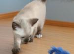Toes - Siamese Kitten For Sale - Walterboro&comma; SC&comma; US
