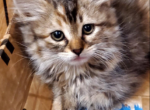 Maggie - Maine Coon Kitten For Sale - Antioch&comma; CA&comma; US