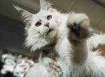 Snuffles - Maine Coon Cat For Sale - Aliq&comma; PA&comma; US