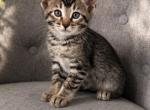 CleoBabies - Bengal Kitten For Sale - Port Matilda&comma; PA&comma; US