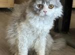 Light Gray Tuxedo Selkirk Rex - Selkirk Rex Cat For Sale - Rancho Cucamonga&comma; CA&comma; US