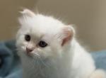 Siberian Neva Flame Lynx Point Kitten - Siberian Kitten For Sale - Fort Lauderdale&comma; FL&comma; US