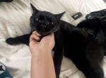 Miso - Bombay Cat For Adoption - Brooklyn Heights&comma; OH&comma; US