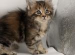Nala - Maine Coon Kitten For Sale - 