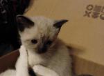 Sweet pea - Siamese Kitten For Sale - Marshalltown&comma; IA&comma; US