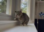Kittens - Domestic Kitten For Sale - MA&comma; US