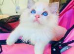 Angel - Ragdoll Kitten For Sale - Irvine&comma; CA&comma; US