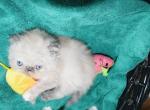 Persian Jewel 2 - Himalayan Cat For Sale - Orlando&comma; FL&comma; US