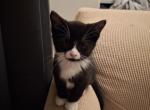 Charlie - Domestic Kitten For Sale - 