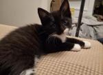 Oreo - Domestic Kitten For Sale - 