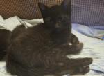 Shadow - Domestic Kitten For Sale - Gardner&comma; MA&comma; US