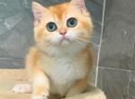 Pumpkin - British Shorthair Kitten For Sale - Los Angeles&comma; CA&comma; US