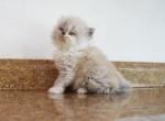 Persian Jewel 1 - Himalayan Kitten For Sale - Orlando&comma; FL&comma; US