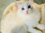 rose - Ragdoll Kitten For Sale - Los Angeles&comma; CA&comma; US