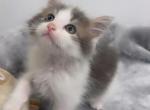 Beautiful kitten ready for a home - American Longhair Kitten For Sale - 