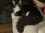 Myles - Maine Coon Kitten For Sale - Elkhart&comma; IN&comma; US