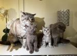 Scottish - British Shorthair Kitten For Sale - White Plains&comma; NY&comma; US