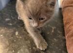 Kittens Russian Blues - Russian Blue Kitten For Sale - Charlotte&comma; NC&comma; US