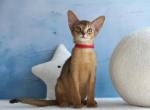 Ruby - Abyssinian Kitten For Sale - Brooklyn&comma; NY&comma; US