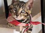 Luxe - Bengal Kitten For Sale - Kokomo&comma; IN&comma; US