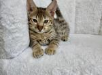 Baby - Savannah Kitten For Sale - Bradenton&comma; FL&comma; US