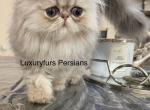 Smokey - Persian Kitten For Sale - Fort Worth&comma; TX&comma; US