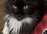 Polly - Maine Coon Cat For Sale - Chouteau&comma; OK&comma; US