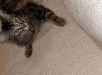 Paesia - Domestic Kitten For Adoption - ATL&comma; GA&comma; US
