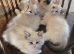 RAGDOLL KITTENS TICA REGISTERED - Ragdoll Kitten For Sale - St&period; George&comma; UT&comma; US