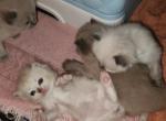 Spring Kittens - Ragdoll Kitten For Sale - TX&comma; US