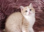 Buttons Lilac Golden Bi Color British Girl - British Shorthair Kitten For Sale - Los Angeles&comma; CA&comma; US