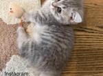 Munchkin 1 - Munchkin Kitten For Sale - Houston&comma; TX&comma; US