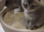 Carbon - Scottish Fold Kitten For Sale - 