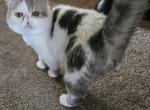 Romeo - Exotic Cat For Sale/Retired Breeding - 
