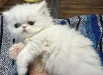 White Persian boys available - Persian Kitten For Sale - Altamonte Springs&comma; FL&comma; US