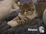 Dorito litter - Exotic Kitten For Sale - Warminster&comma; PA&comma; US