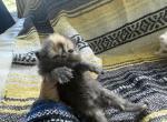 Persian litter - Persian Kitten For Sale - Altamonte Springs&comma; FL&comma; US