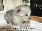 F4 SBT Savannah Mystic - Savannah Kitten For Sale - 