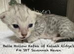 F4 SBT Savannah Haven - Savannah Kitten For Sale - 