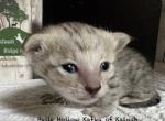 F4 SBT Savannah Essex - Savannah Kitten For Sale - Franklin&comma; NC&comma; US