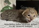 F4 SBT Savannah Sommers - Savannah Kitten For Sale - Franklin&comma; NC&comma; US