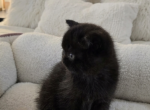 Tiny - Scottish Straight Kitten For Sale - Hallandale&comma; FL&comma; US