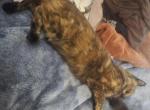 Rebel - Domestic Kitten For Adoption - Kannapolis&comma; NC&comma; US