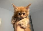 Emmy - Maine Coon Kitten For Sale - Hollywood&comma; FL&comma; US