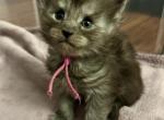 European Maine Coon kittens - Maine Coon Kitten For Sale - Dayton&comma; OH&comma; US