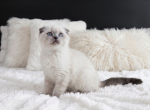 Rolex - Scottish Fold Kitten For Sale - Hallandale&comma; FL&comma; US